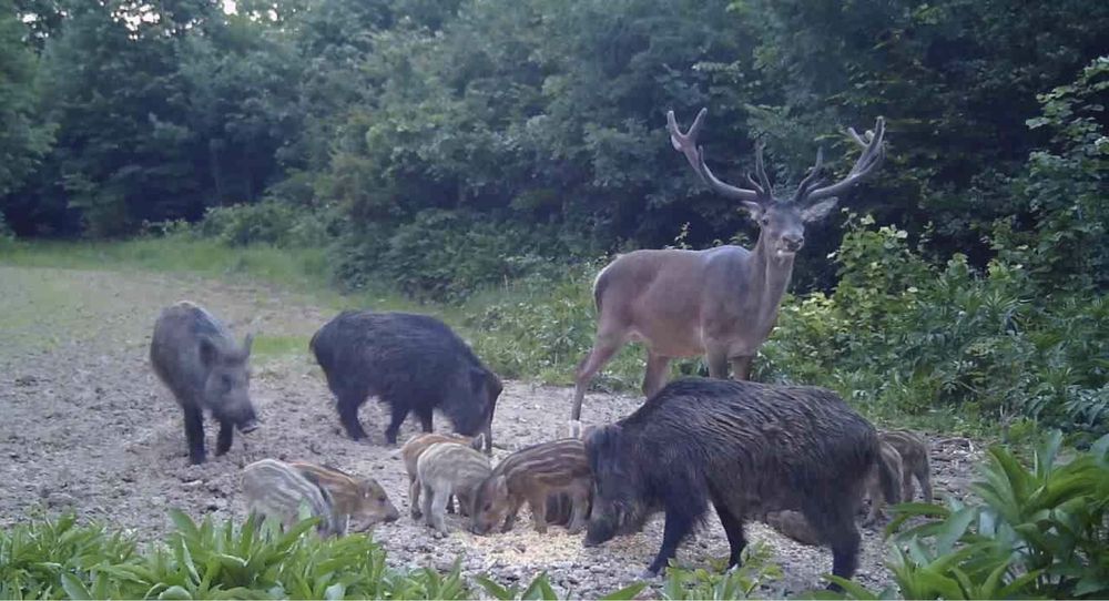 Camera vanatoare live   Forestvision Live C1  2025 4G originala