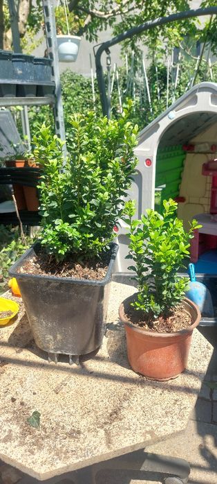 Buxus la ghiveci - producător plante ornamentale și Arbuști fructiferi