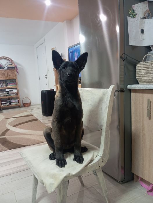 Женско малиноа на 4 месеца