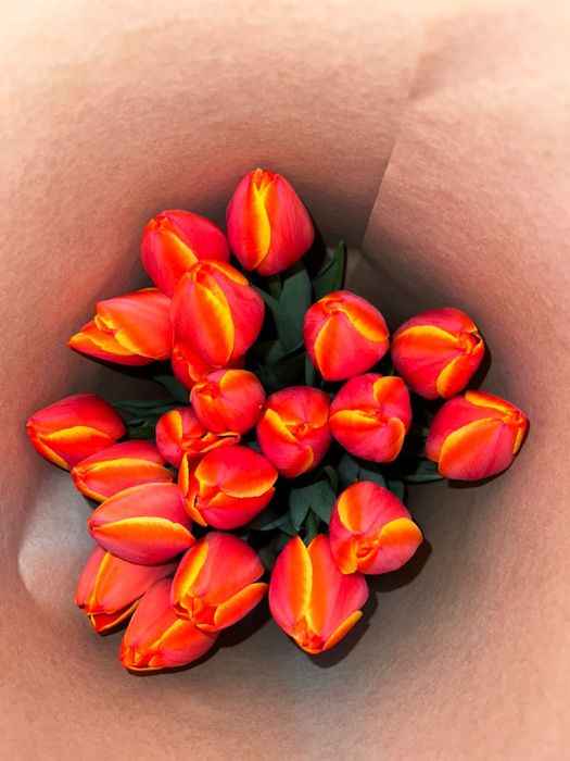 Голландские тюльпаны