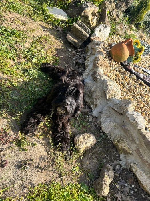 Продавам кокер - лагото