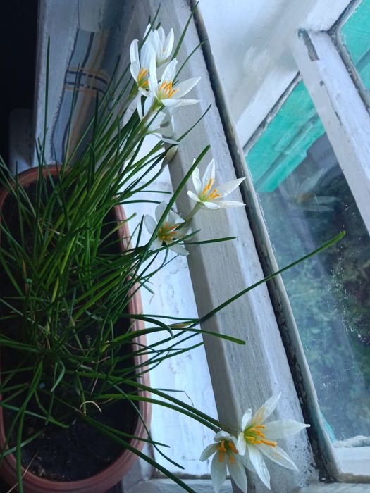 Продам зефирантес