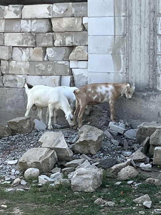 Продам козлят козлы нубийские