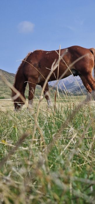 Продам лощадь тежоловоз