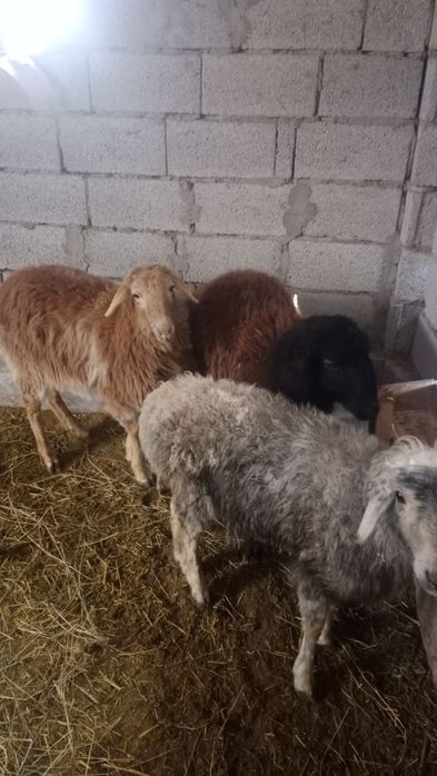 Ұрғашы үш тоқтылар сатылады