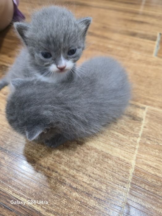 Британские котята