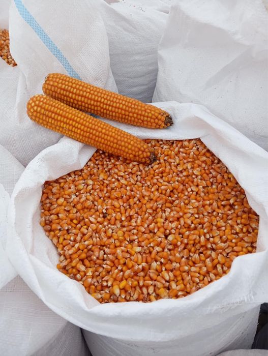 Porumb boabe,graunțe