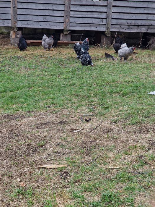 Vând oua pt incubat de la găini  brahma Albastru ,Negru și Bobat