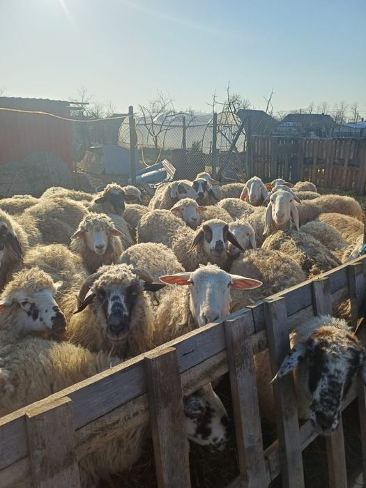 Oi de vânzare 1000 lei buc sau schimb cu viței de lapte