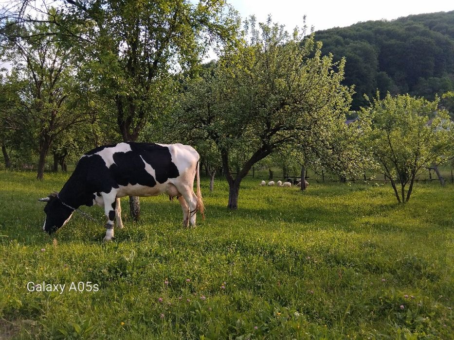 Vacă de vânzare Hoistan