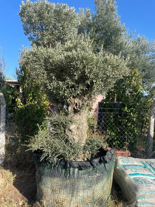 Plante ornamentale, cedru pendular, palmieri, măslin catalpa spirale