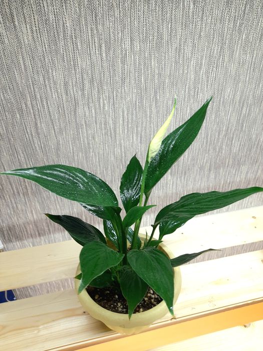 Продам Спатифиллум Сенсация