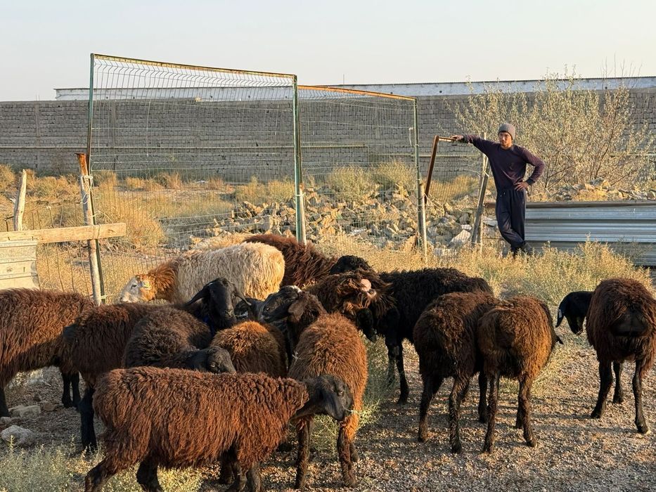 Кошкарлар сатылады