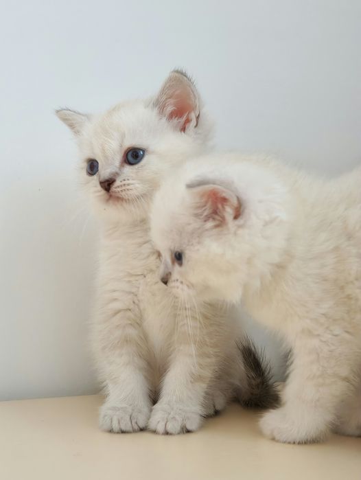 британские котята