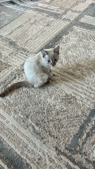 Отдадим милую кошку