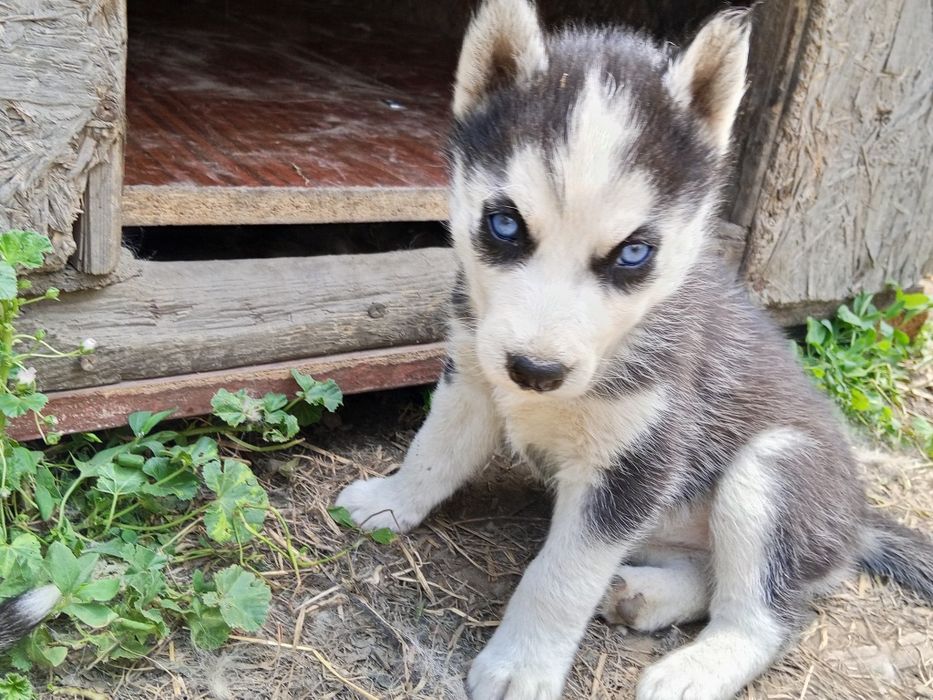 Щенята чистокровные Хаски, 3 девочки