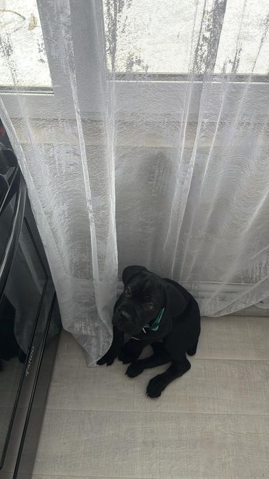 Щенок породы Кане Корсо