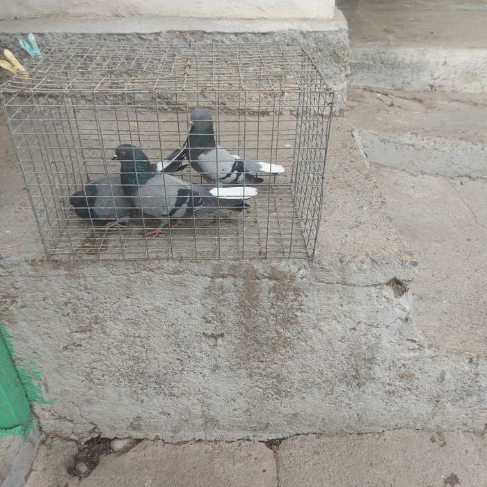 Сизи бабочки 3штук  20 мын