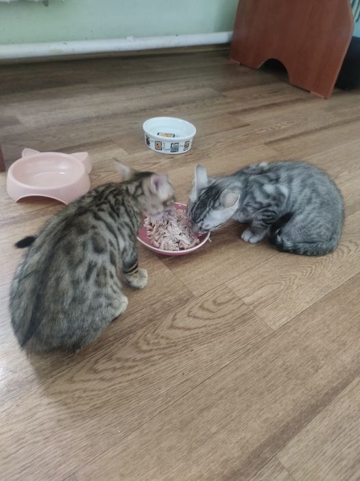 Бенгальские котята