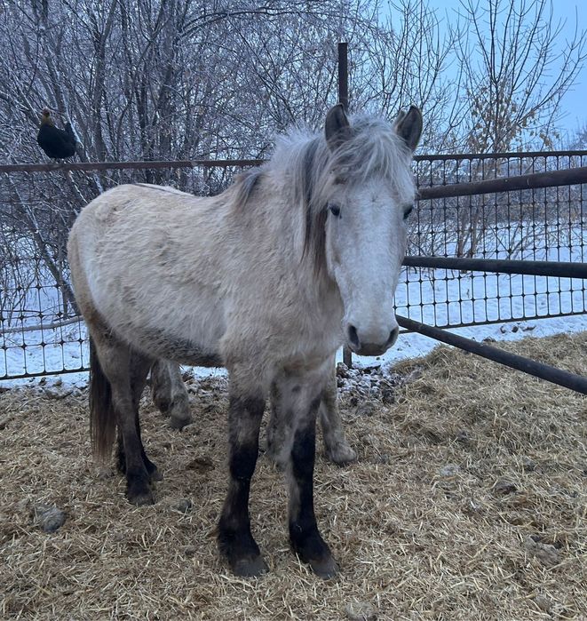Продам глубоко жиребых кобыл