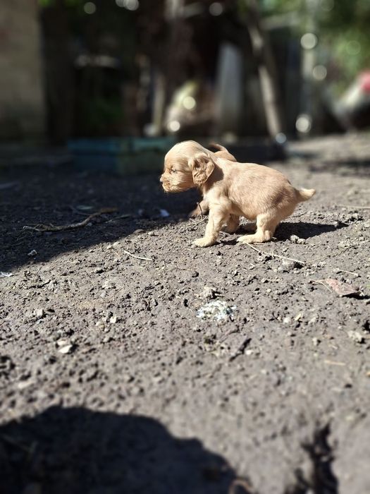 Малки кученца Кокер Шпаньол