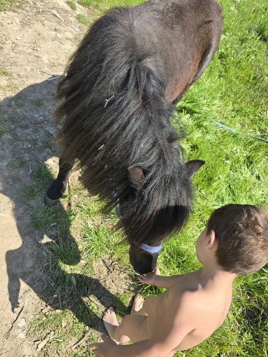 Poneița  cu pasaport