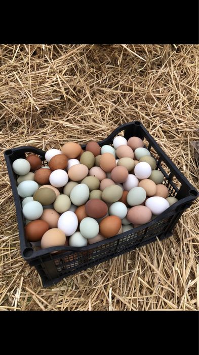 Новопронесли кокошки носачки, снасящи цветни яйца 6  МЕСЕЧНИ