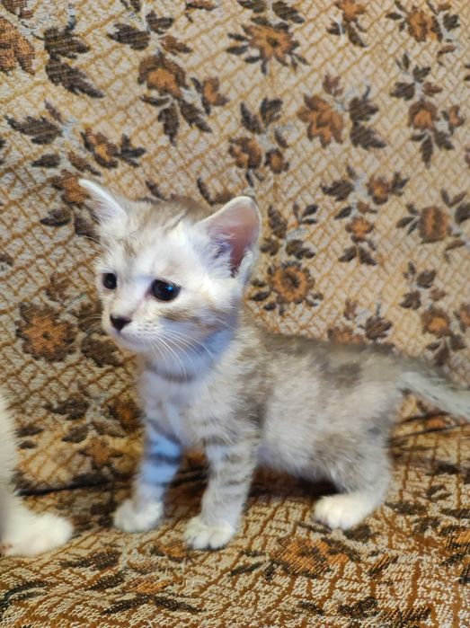 Котята в добрые руки.