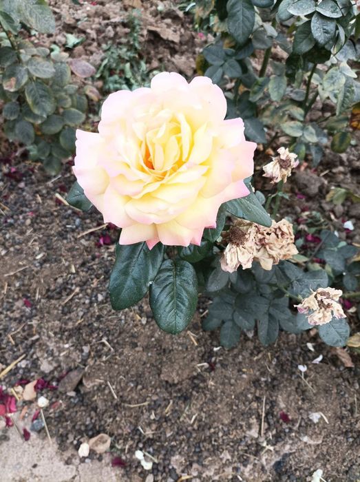 Роза, атиргул кучати