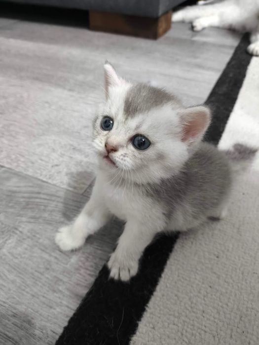 Котята шотландской породы