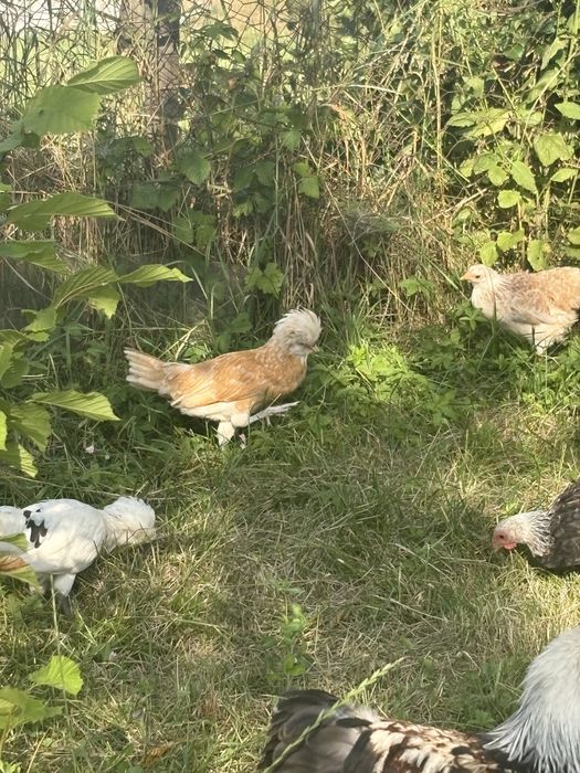 pui paduana , alba alb cu pete negre si chamois