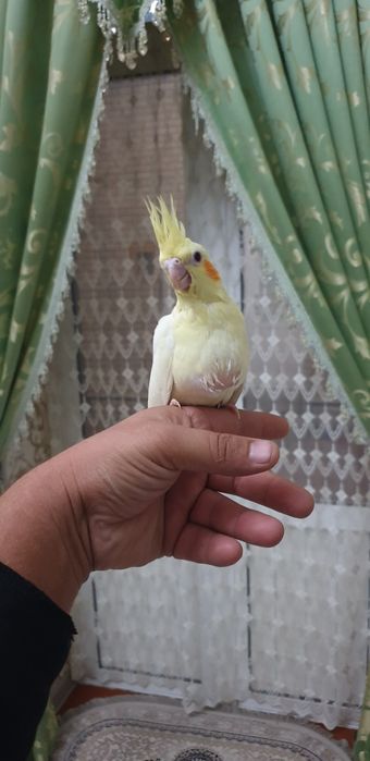 Karello  ruchnoy 1 oylik