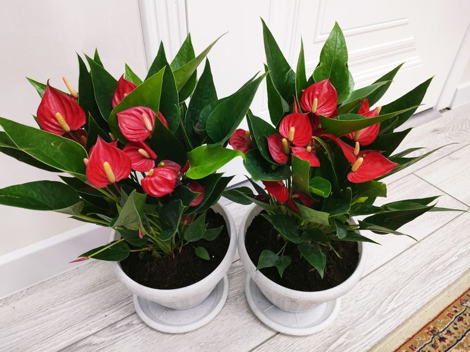 Растения комнатные . Доставка