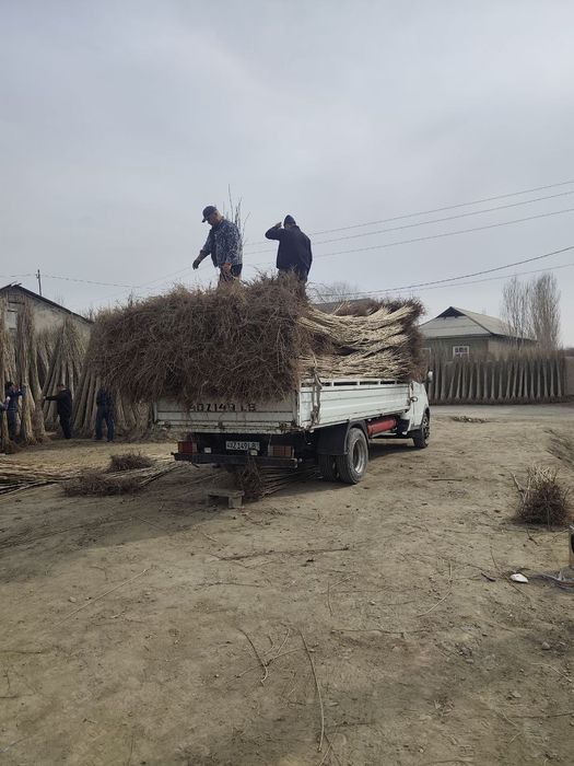 Terak Kochatlar sotiladi