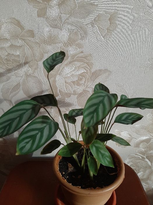 Продам "Агланему", " Ктенанту"