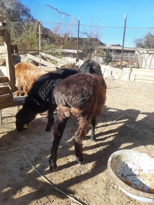 Тоқтылар сатылады