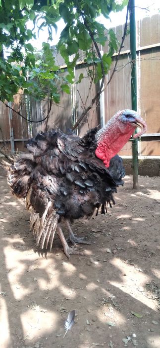 De vânzare curcanii tineri româneşti pentru prăsilă