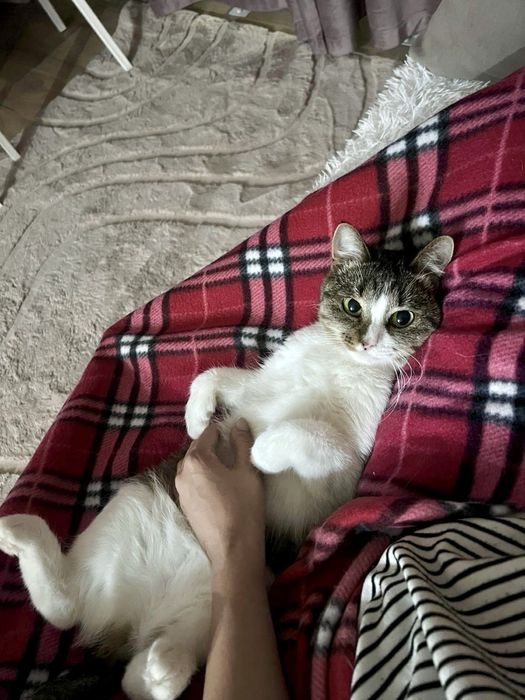 Молоденькая стерильная привитая чистоплотная кошечка  с доставкой