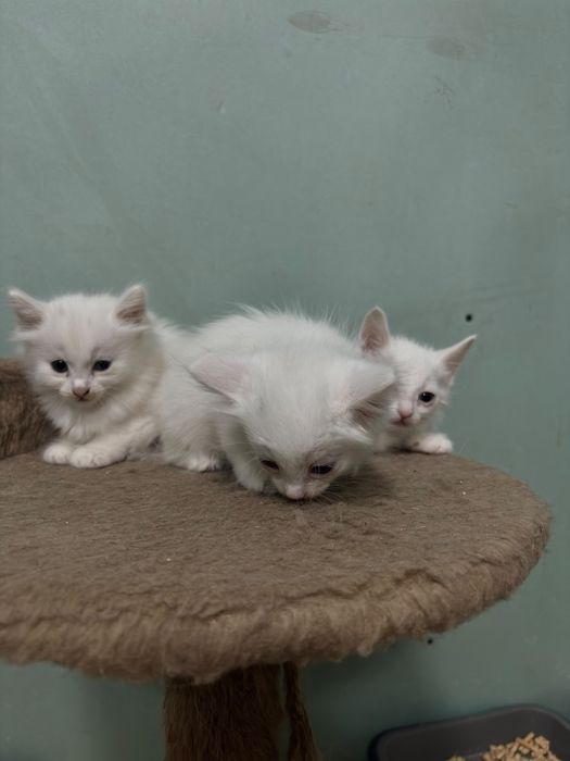 Отдам бесплатно котят