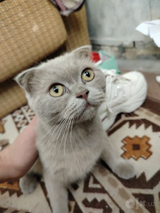 Кошка Mushuk Britain