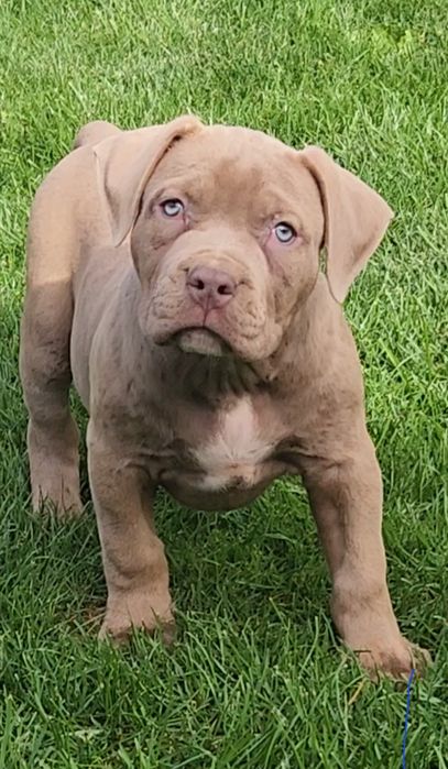 Mascul american bully xl
