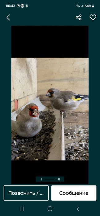 Щеглы птицы продаются