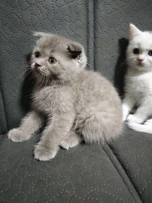 Продаются породистые 3шт котята!!!