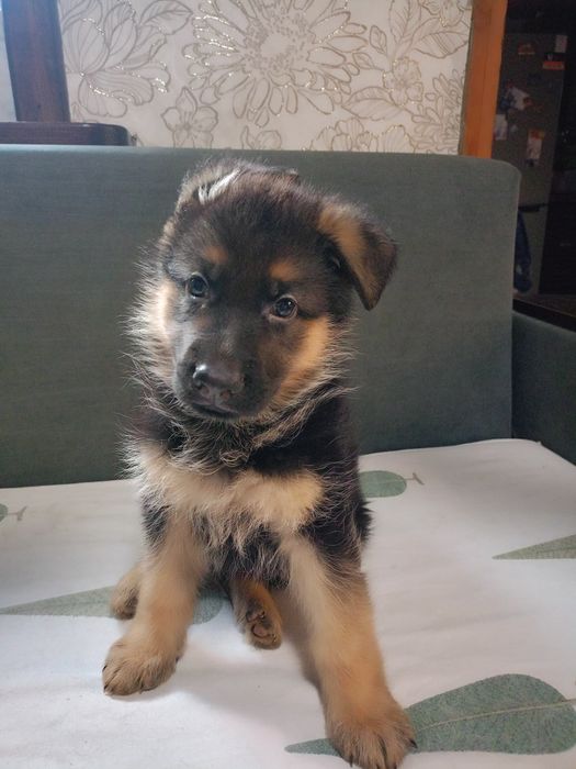 Щенки немецкой овчарки