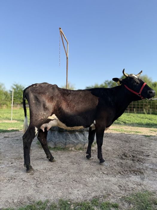 Бұзаулы сауынды сиыр