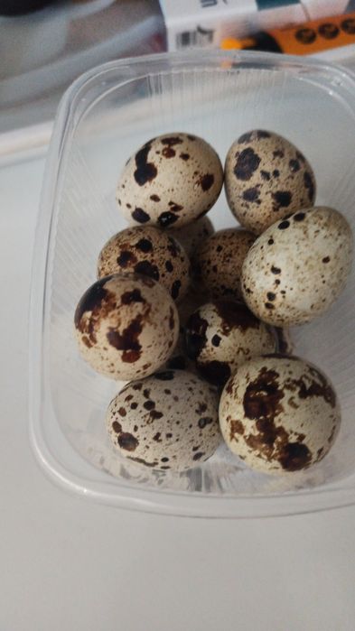 Продам перепелиные яйца