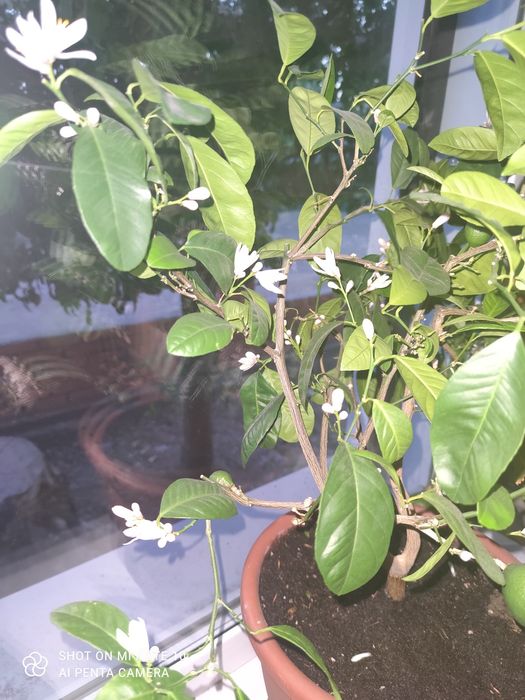 Мандарин плодоносящий