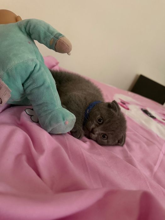 British Shorthair