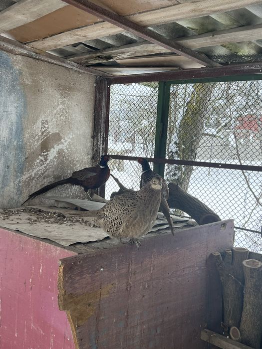 Vând  pereche fazani comuni! Sau schimb cu auriu galben sau rosu