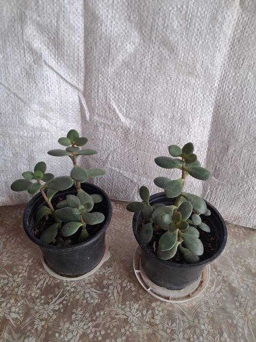 3 композиции с кактуси и сукуленти и 2 броя дърво на живота